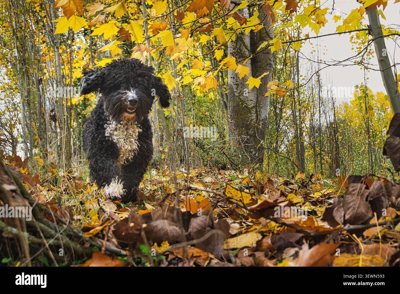 Spanischer Wasserhund, der durch Herbstlaub in einer Waldlandschaft spaziert. Stockfoto
