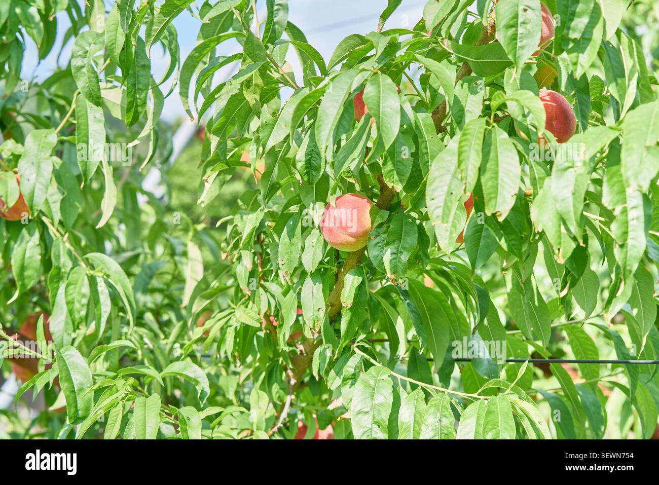 Reife rosafarbene Früchte wachsen auf unterstützten Zweigen in einer nachhaltigen Plantage, auf der natürliches Gras den Boden bedeckt und eine umweltfreundliche ländliche Landwirtschaft ermöglicht. Stockfoto