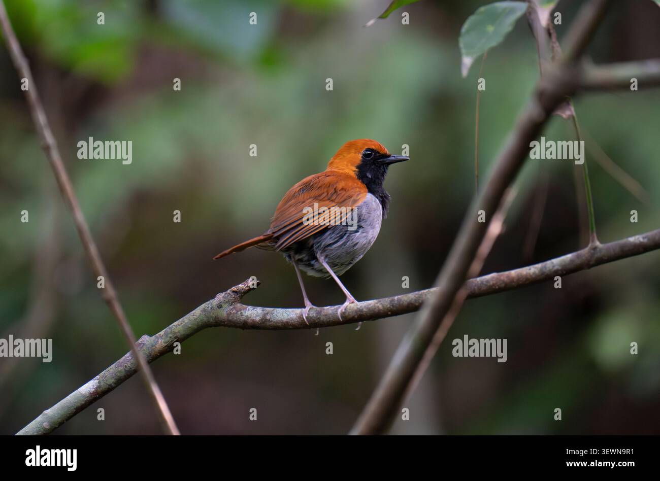 Ryukyu robin Larvivora komadori im Yambaru-Nationalpark (endemisch auf den Ryukyu-Inseln) Stockfoto