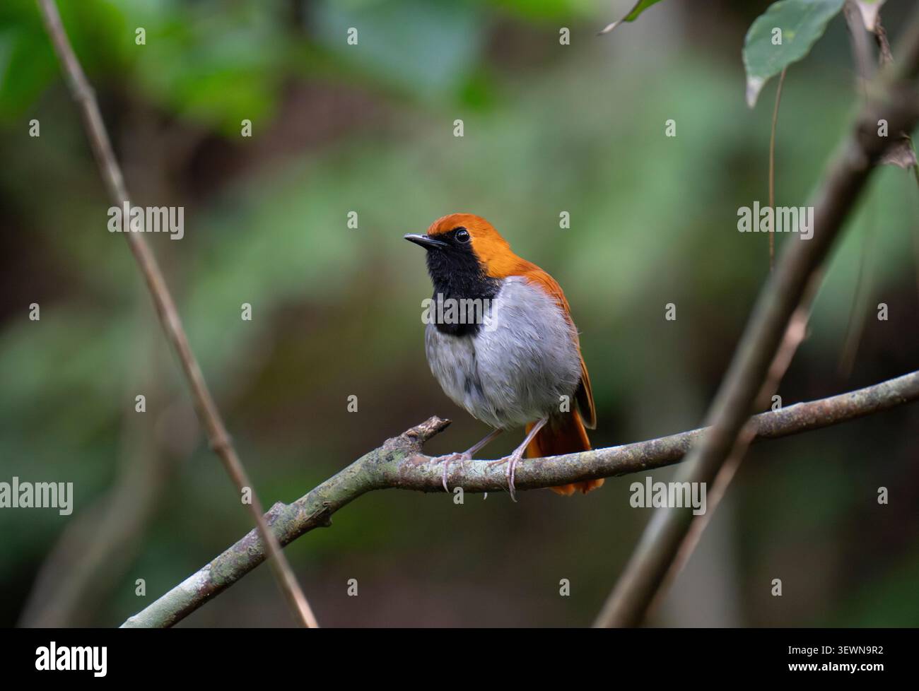 Ryukyu robin Larvivora komadori im Yambaru-Nationalpark (endemisch auf den Ryukyu-Inseln) Stockfoto