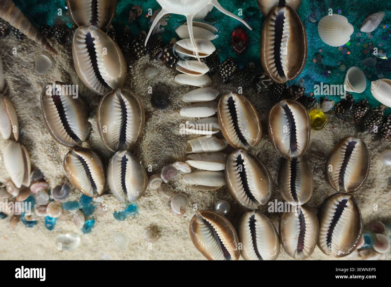 Nahaufnahme von Kaurimuscheln und kleinen weißen Muscheln, die auf strukturiertem Sand mit blauen Glasstücken verstreut sind, wodurch ein natürlicher Küstenhintergrund mit einer ca. Stockfoto