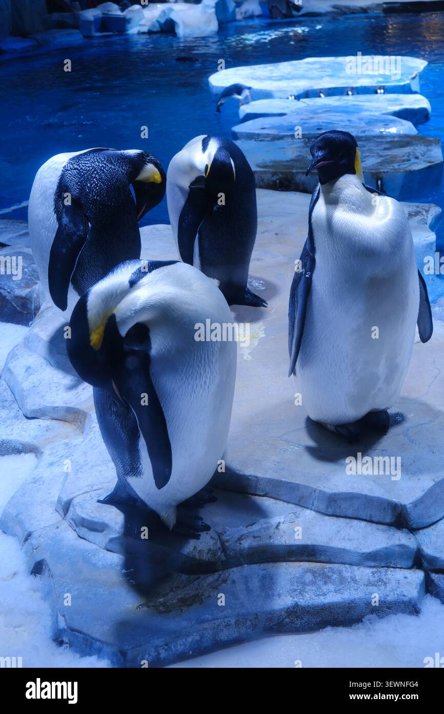 Eine Gruppe von Kaiserpinguinen, die auf eisigen Felsen neben blauem Wasser in einem Aquariumhabitat stehen und Tiere, kaltes Klima und soziales Verhalten zeigen. Stockfoto