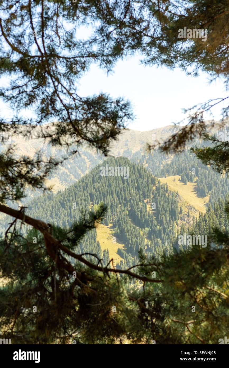 Der Rahmen zeigt Kiefernzweige im Vordergrund, die den Blick auf grüne Berghänge mit dichtem Wald unter klarem Himmel wunderschön einrahmen, in n erfasst Stockfoto
