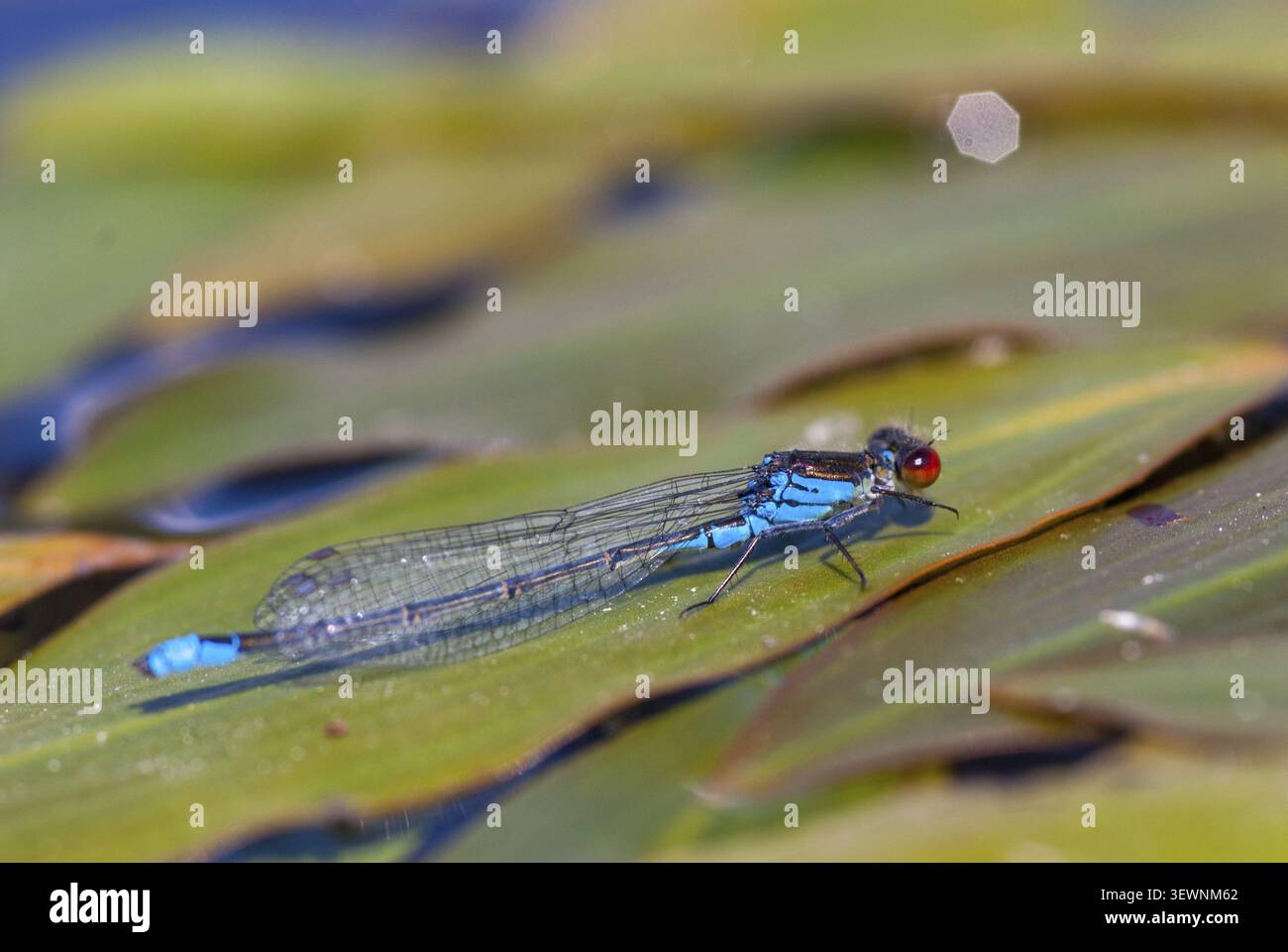 Erythromma najas, großes Granatapfelauge, Rotäugige Jungfliege, Jungfliegen, Libellen, Insekten, Libellen, odonata, Zygoptera Stockfoto