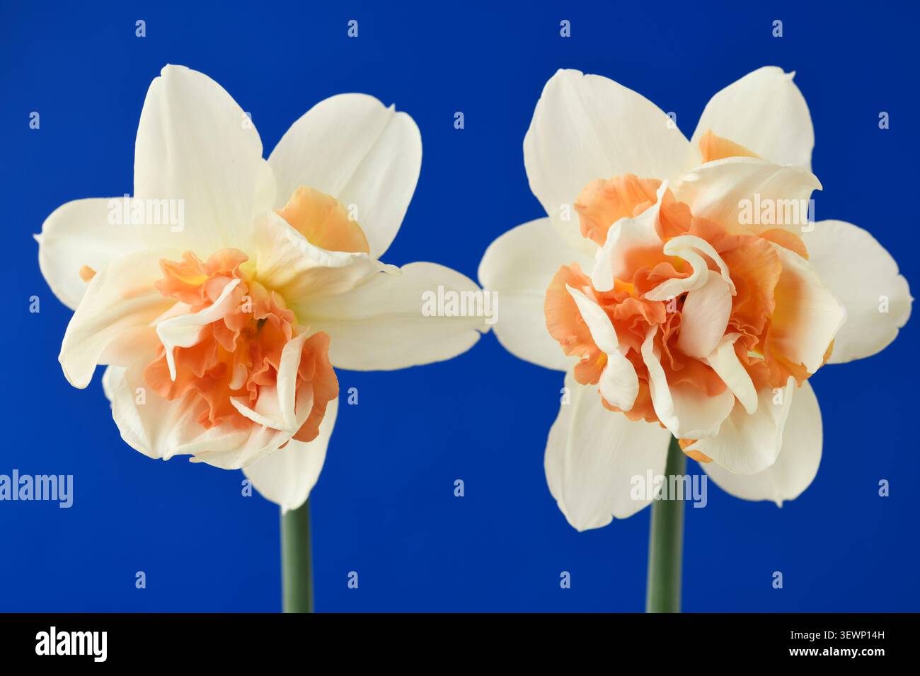 Narzisse 'Peach Cobbler' Division 4 Doppelter Narzisse. März Stockfoto
