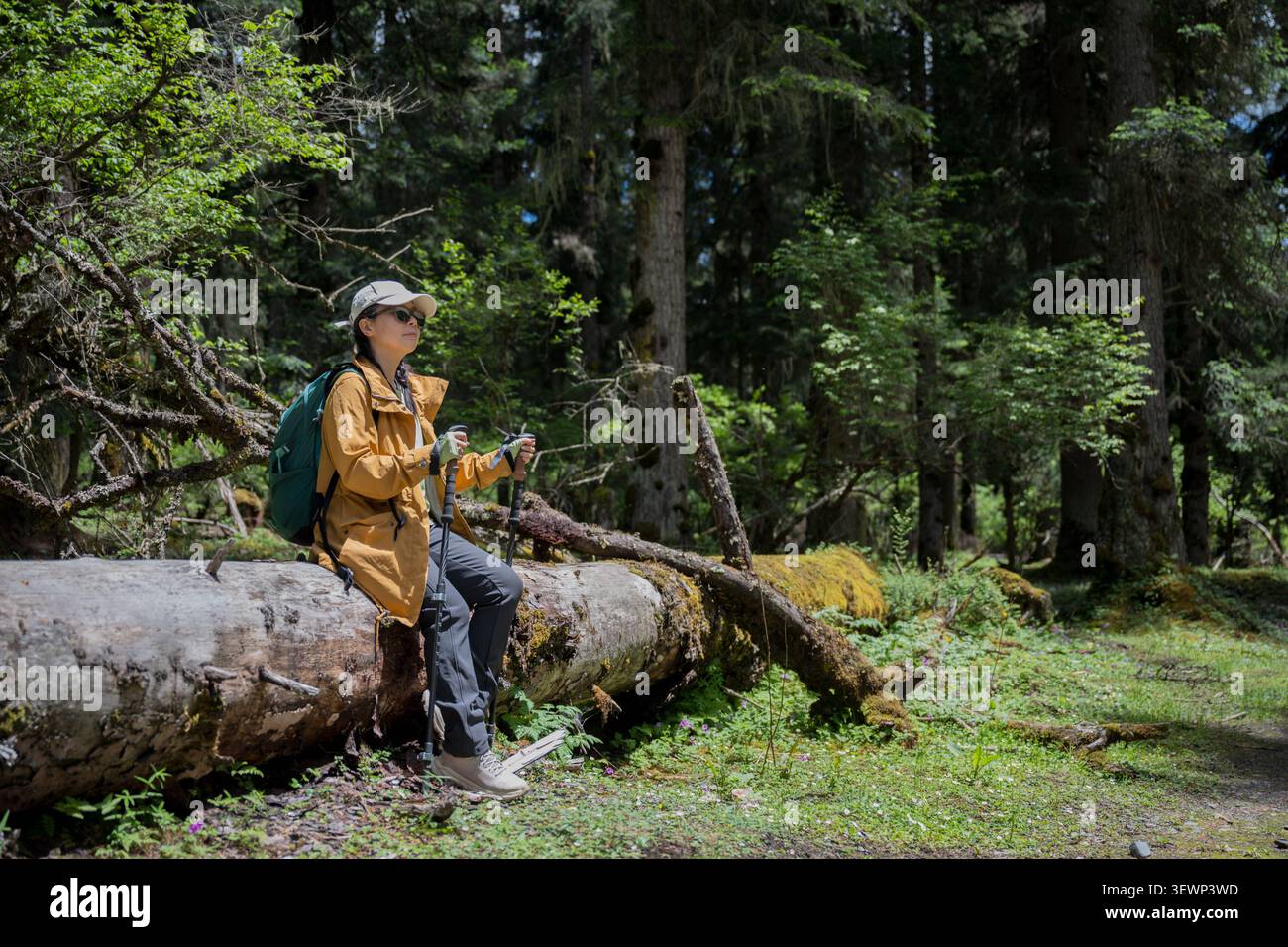 Der Wanderer sitzt auf einem toten Baum im Wald, um sich auszuruhen Stockfoto