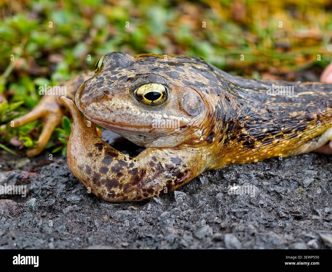 Gemeinsamen Frosch Rana temporaria Stockfoto