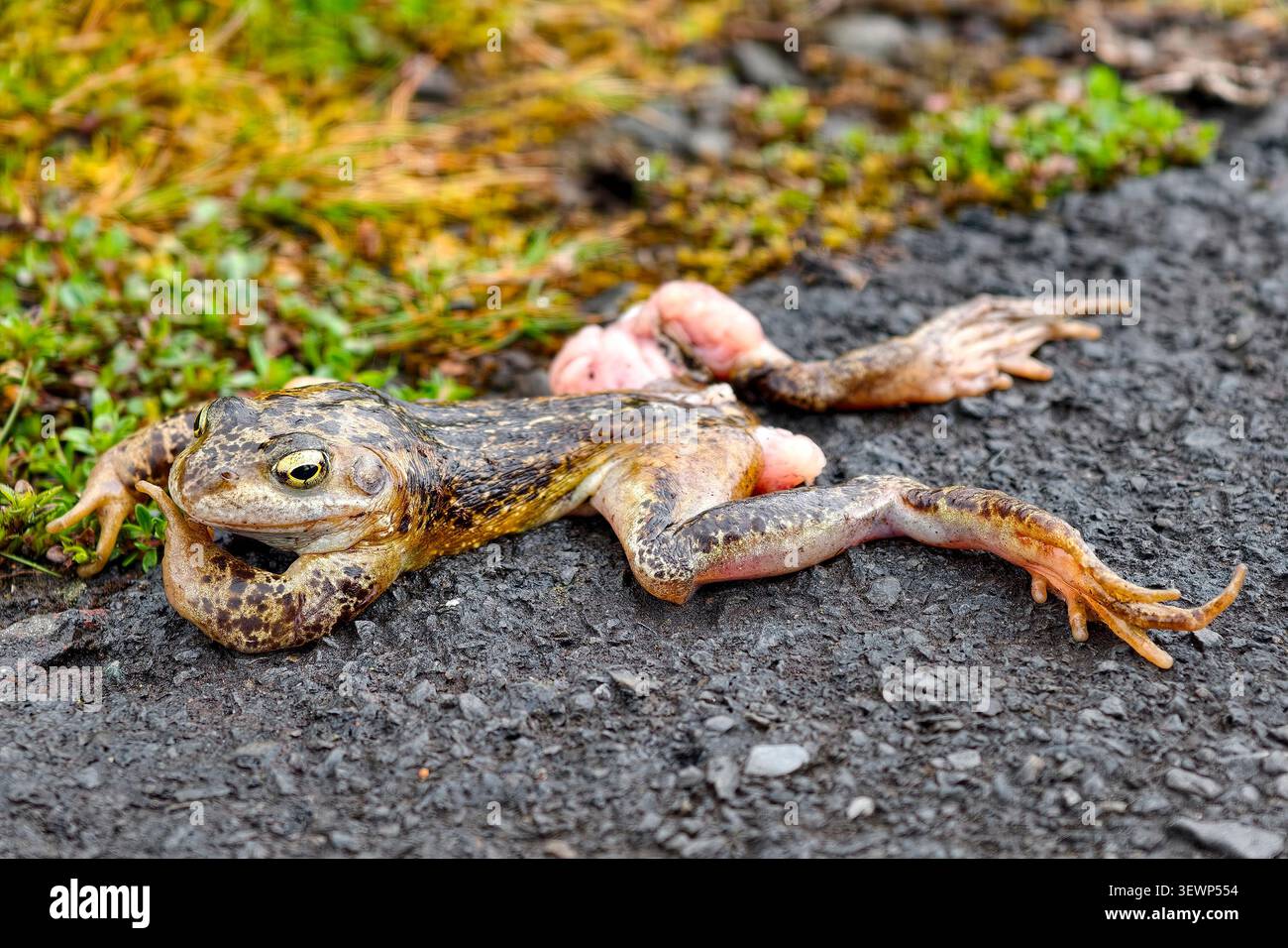 Toter gemeiner Frosch Rana temporaria, nachdem er von einem Auto überfahren wurde Stockfoto