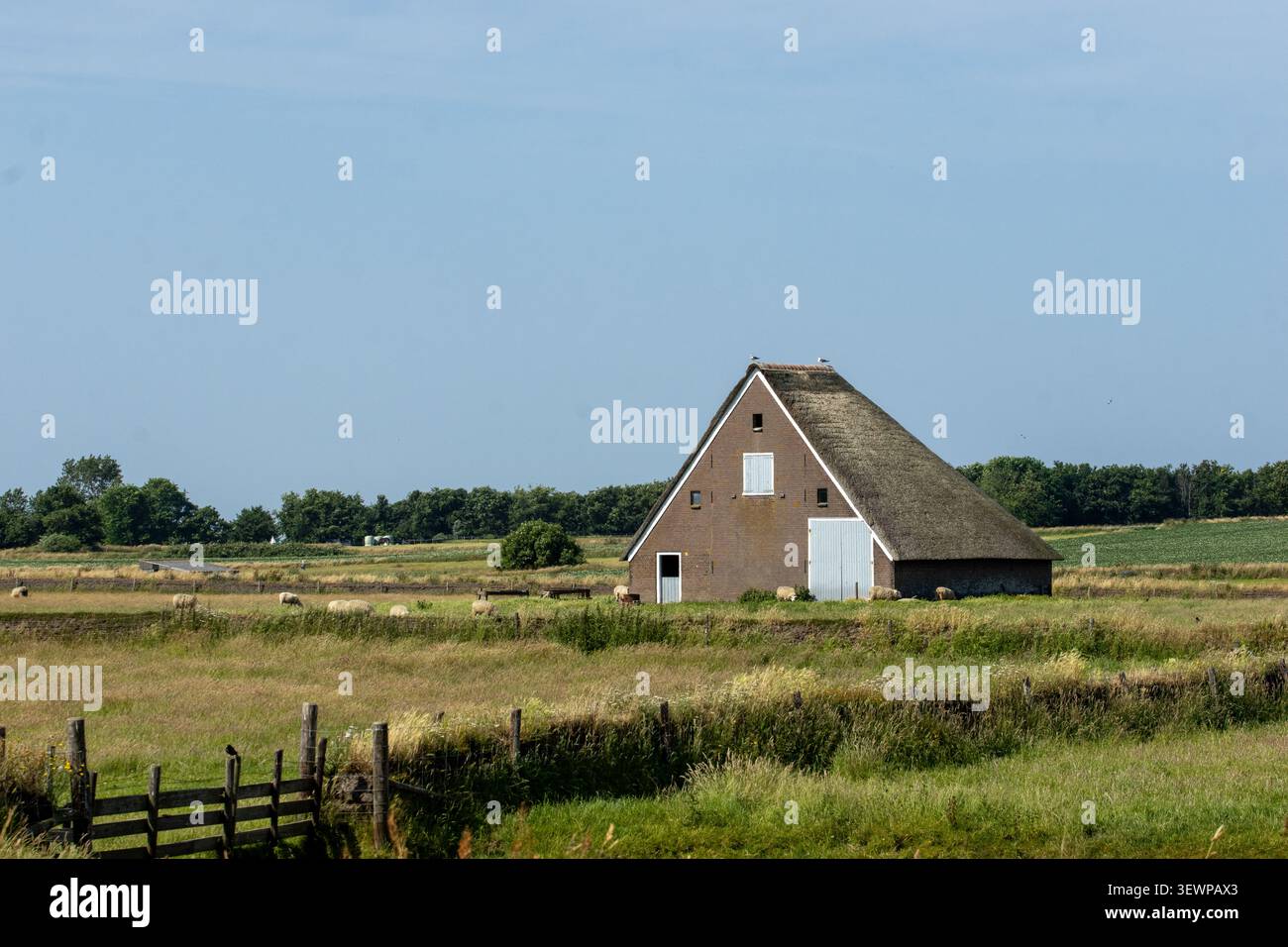 Eigenständige historische Strohhütte mit weißen Türen inmitten von Trockenrasen und Schafen auf der Insel Texel. Stockfoto
