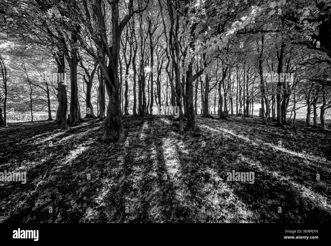 Infrarotbild des alten Buchenbeckens am Wingreen Hill Dorset im späten Abendlicht mit langen Schatten unter zeitlosem Walddach Stockfoto