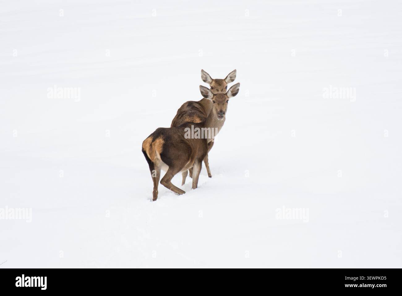 Rothirsch-Hindinnen im Schnee Stockfoto