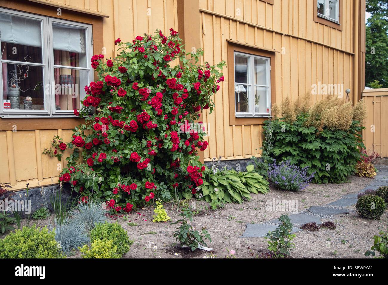 „Flammentanz“ Kletterrose, Kordesiiros (Rosa Kordesii) Stockfoto