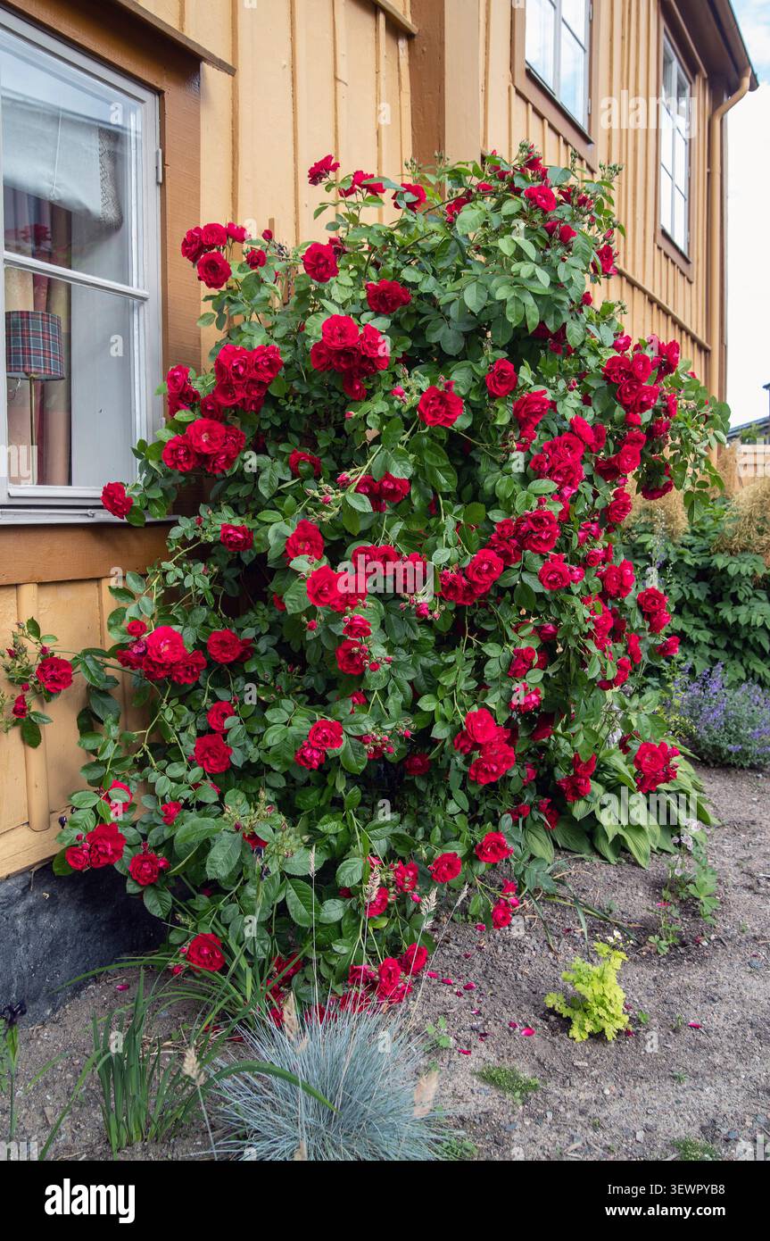 „Flammentanz“ Kletterrose, Kordesiiros (Rosa Kordesii) Stockfoto