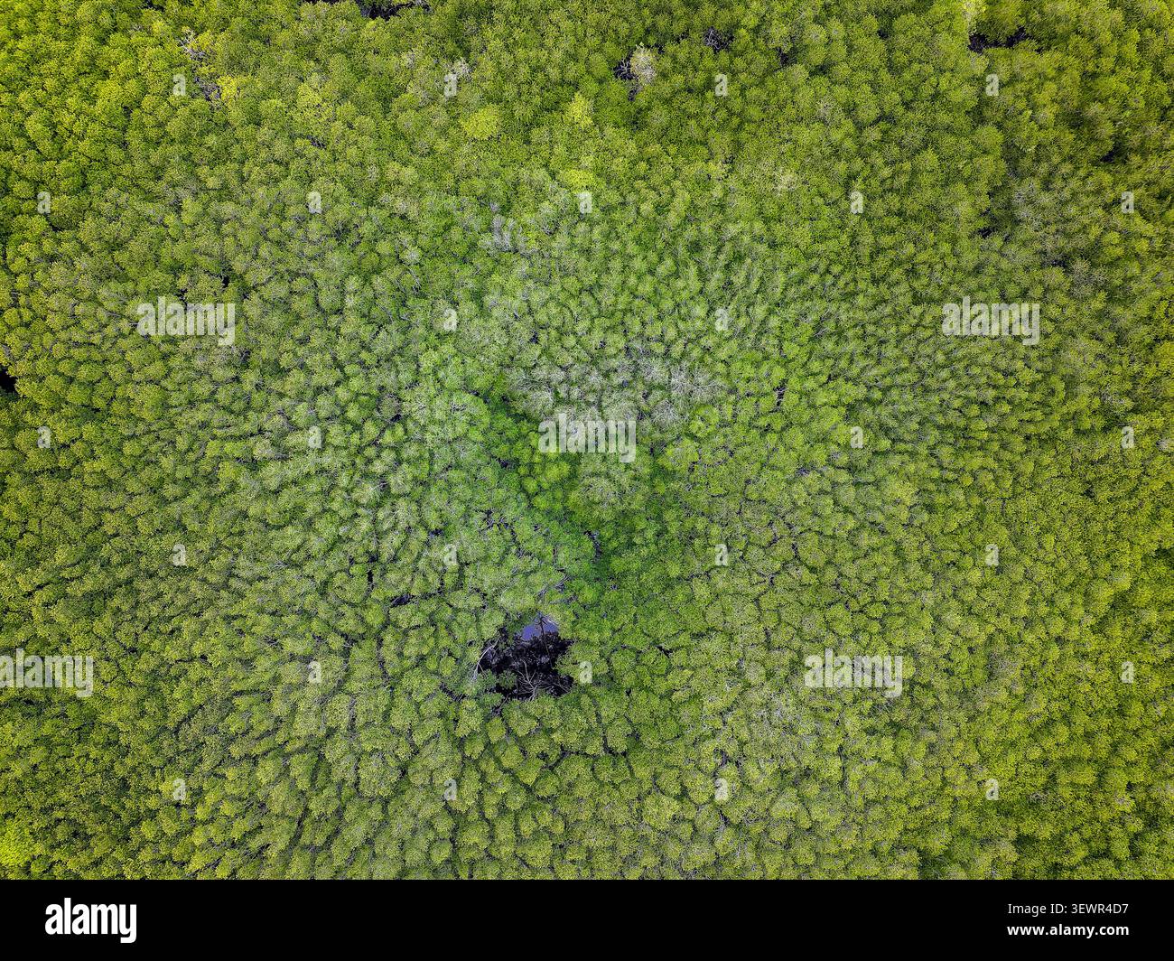 Von oben aus der Luft auf dichte grüne Mangrovenwälder und Ökosystem Stockfoto