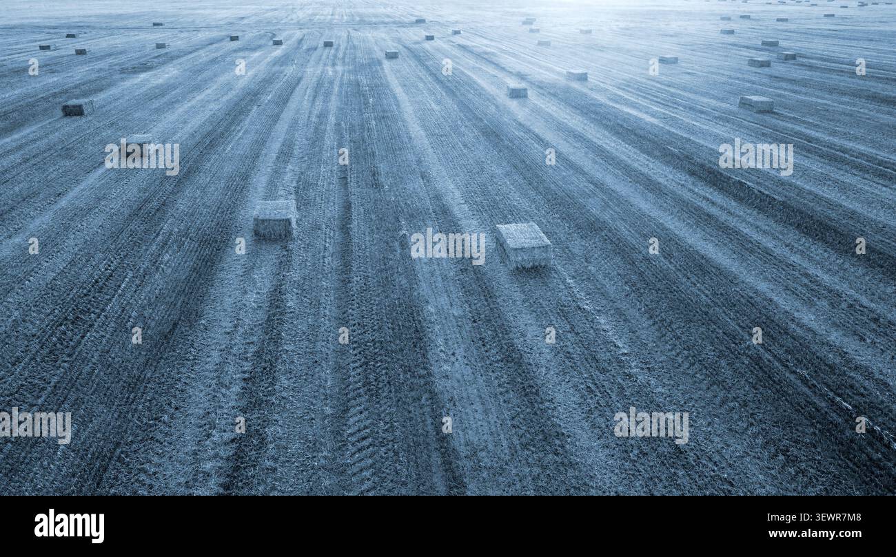 Nach der Weizenernte bei Sonnenuntergang und Sonnenaufgang liegen quadratische Ballen aus gepresstem Weizenstroh auf dem Feld. Komprimierte Strohballen nach der Ernte auf dem Ackerland. Agrarwirtschaft. Agrarindustrie Stockfoto