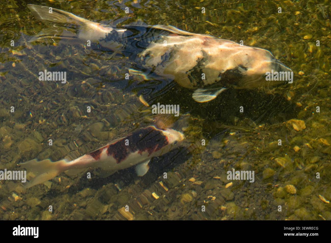 Fische in einem Brunnen im Park ähneln einer Familie. Der Kinderfisch möchte dem Mutterfisch nahe sein. Sie bewegen sich langsam im klaren Wasser. Stockfoto