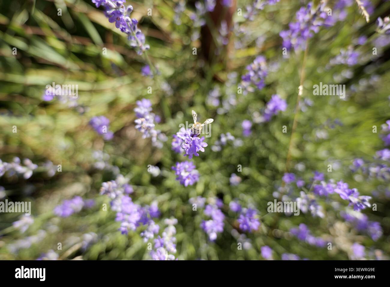 Honigbiene sammelt Nektar aus violetten Lavendelblüten und trägt aktiv zur Bestäubung in einer lebendigen Sommergartenszene bei hellem Tageslicht bei Stockfoto