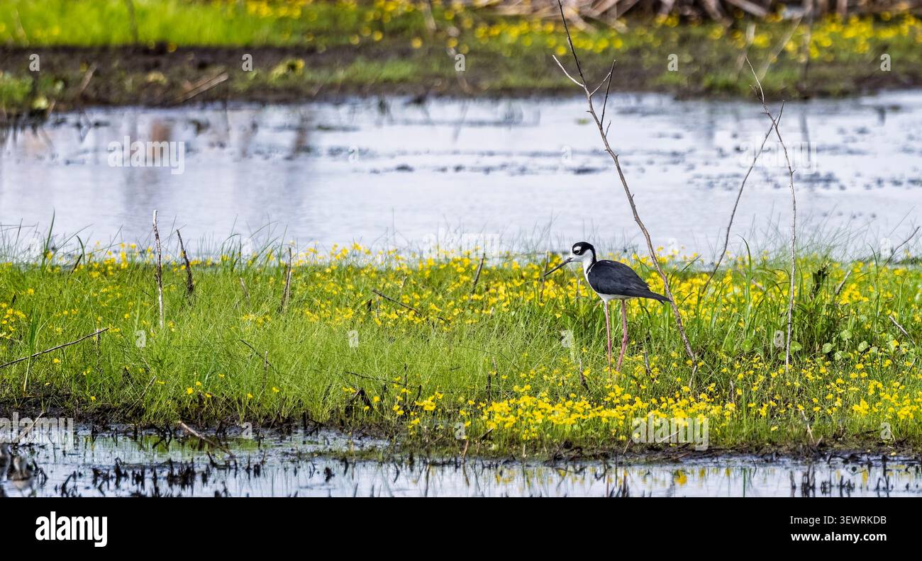 Nahaufnahme eines Schwarzhalsstelzes am Lake Apopka, Florida, USA Stockfoto
