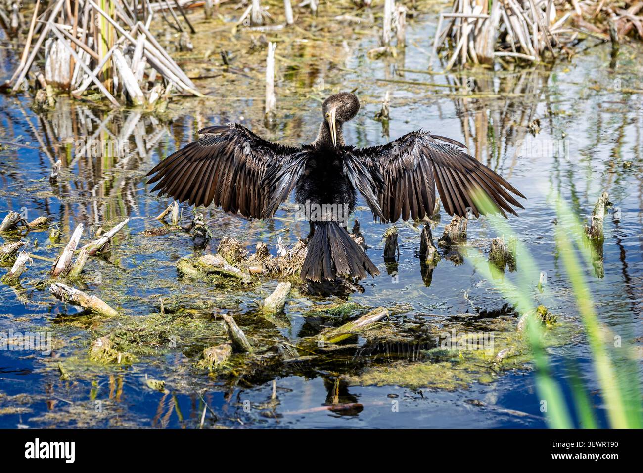 Nahaufnahme eines Anhinga-Vogels mit ausgespreizten Flügeln am Lake Apopka, Florida, USA Stockfoto