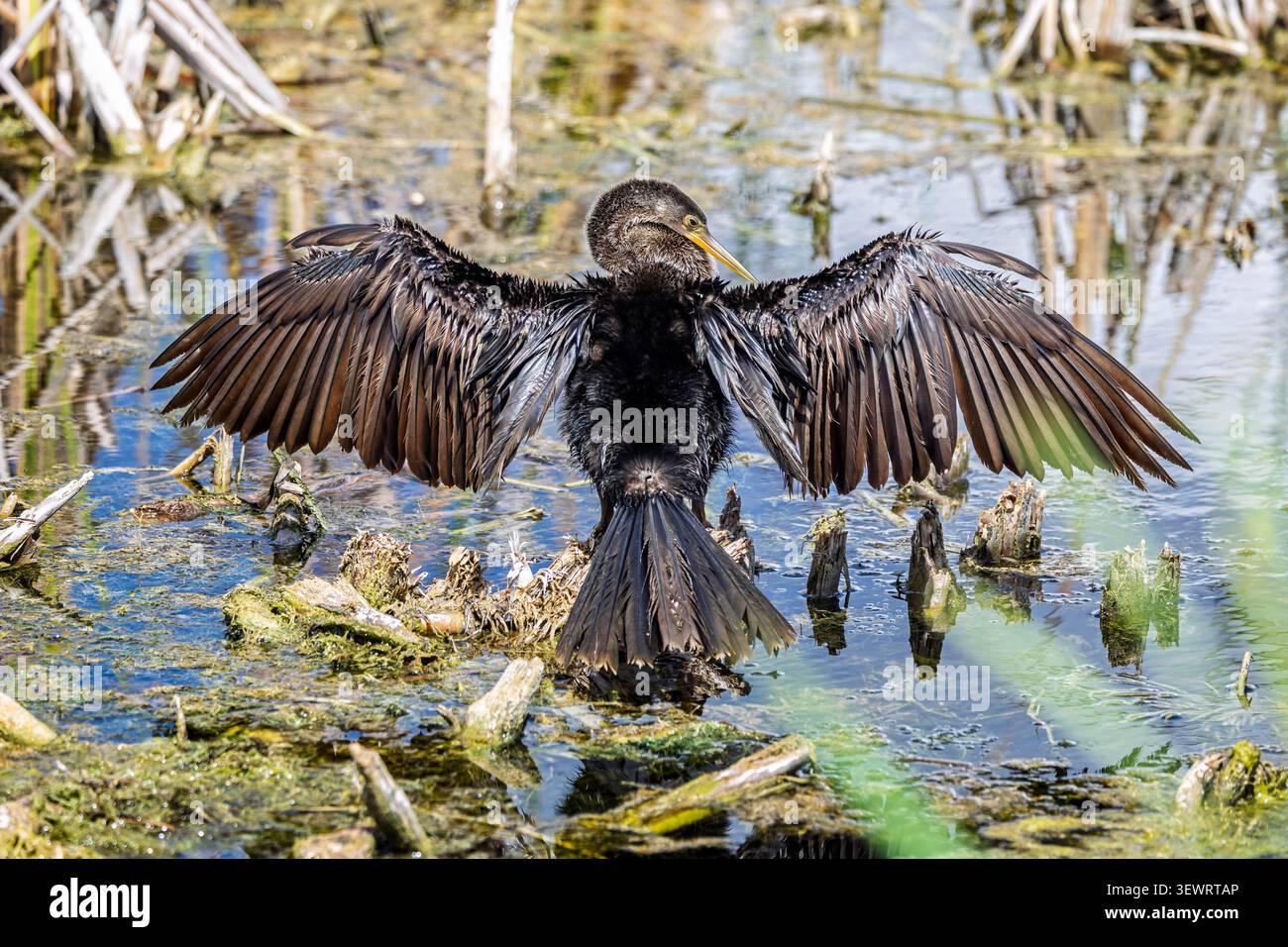 Nahaufnahme eines Anhinga-Vogels mit ausgespreizten Flügeln am Lake Apopka, Florida, USA Stockfoto