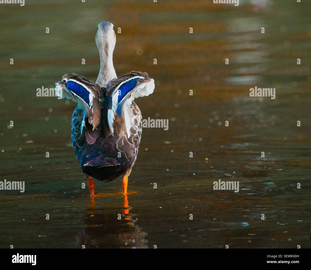 Eine Spot-Ente mit gefalteten Flügeln Stockfoto