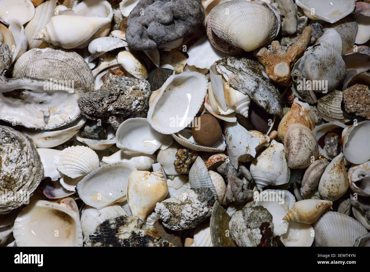 Nahaufnahme von leeren Muscheln in verschiedenen Größen, ohne Menschen Stockfoto