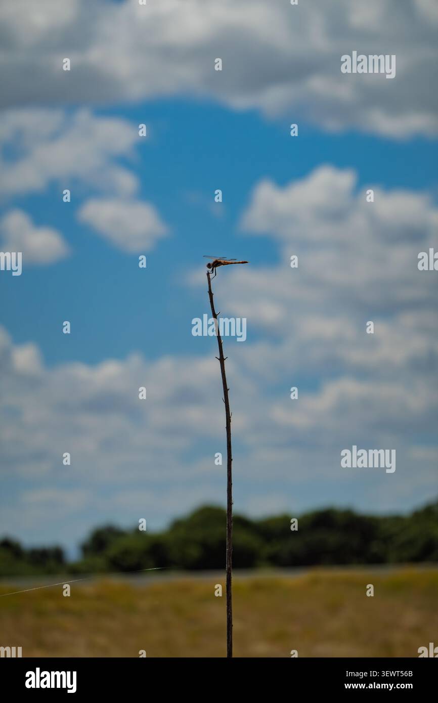 Die Libelle liegt auf einem hohen Zweig Stockfoto