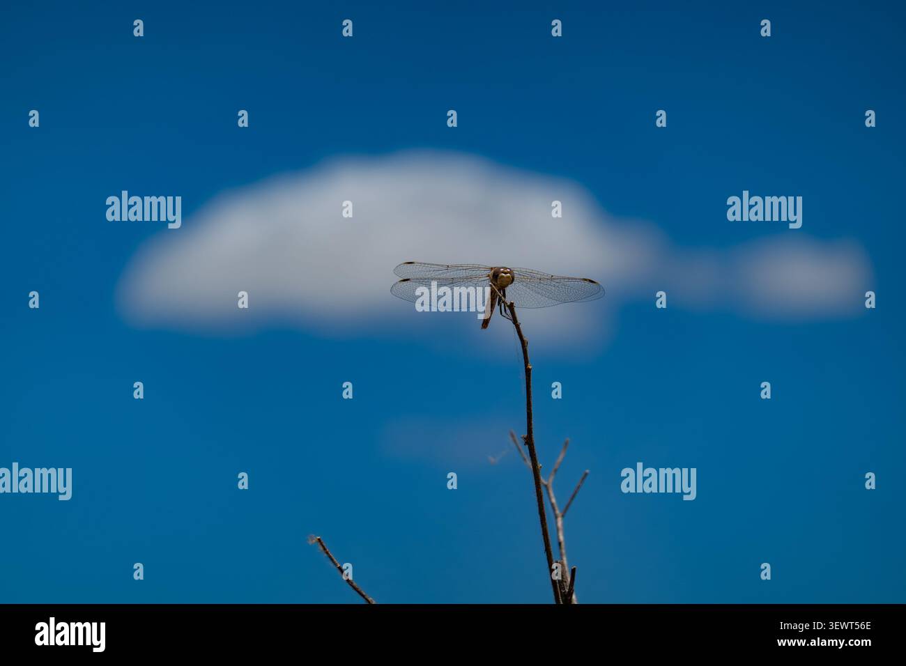 Eine kleine Libelle liegt auf einem dünnen Zweig Stockfoto