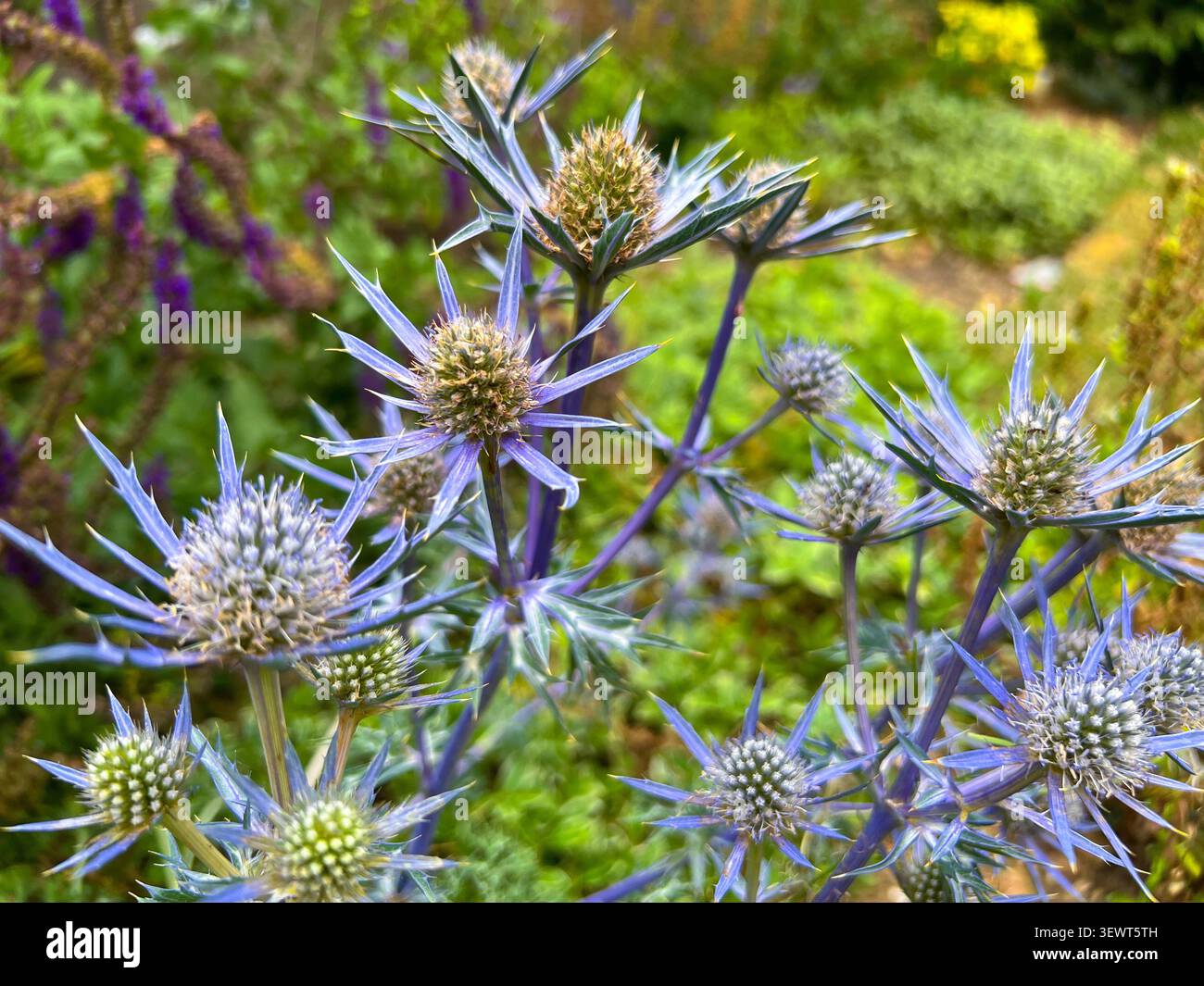 Nahaufnahme der Blauen Seehollienblüten (Eryngium) mit stacheligen Deckblättern - Smartphone-aufgenommenes Stockfoto