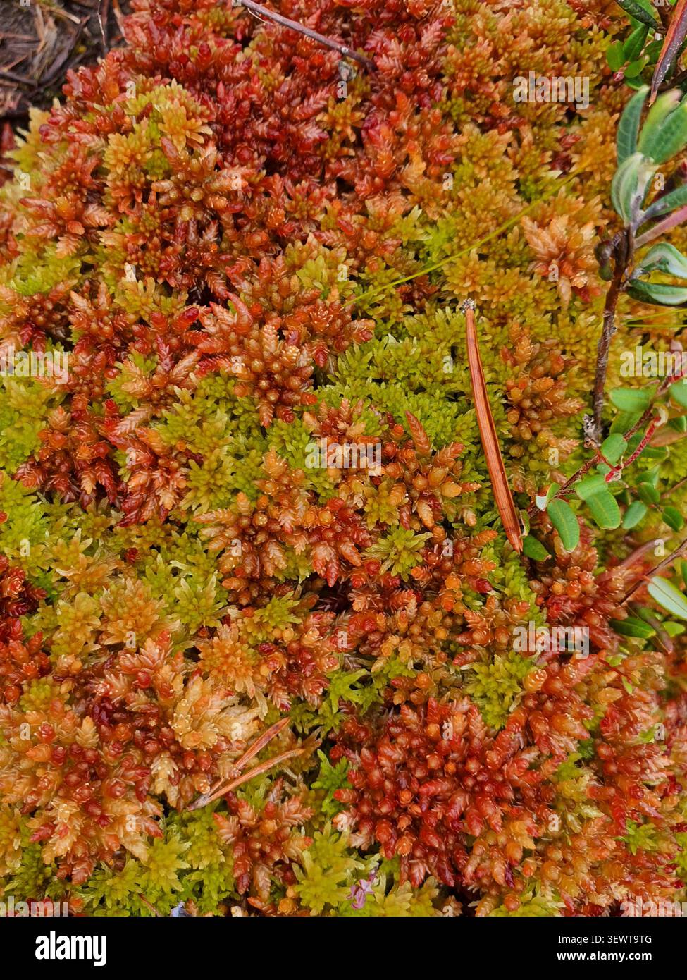 Nahaufnahme von farbenfrohem Sphagnum-Moos in Grün-, Orange- und Rottönen, das in einem Moor wächst. Stockfoto