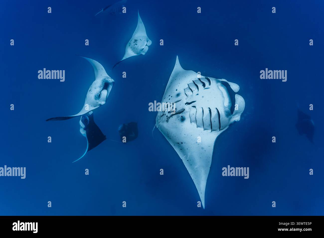Eine Gruppe Mantarochen schwimmen im Ozean. Stockfoto
