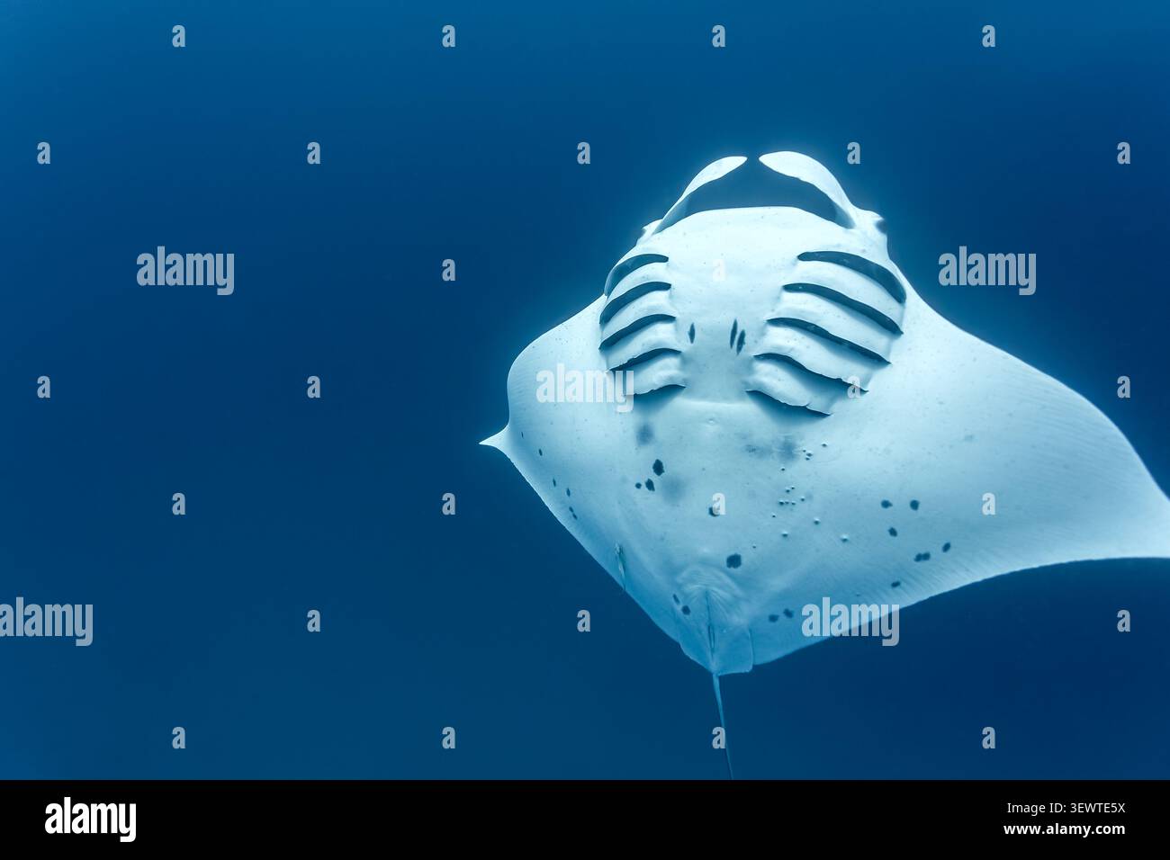 Weit verbreitete Flügel ein riesiger Mantarochen, Mobula alfredi, steigt durch das tiefblaue Wasser auf Stockfoto