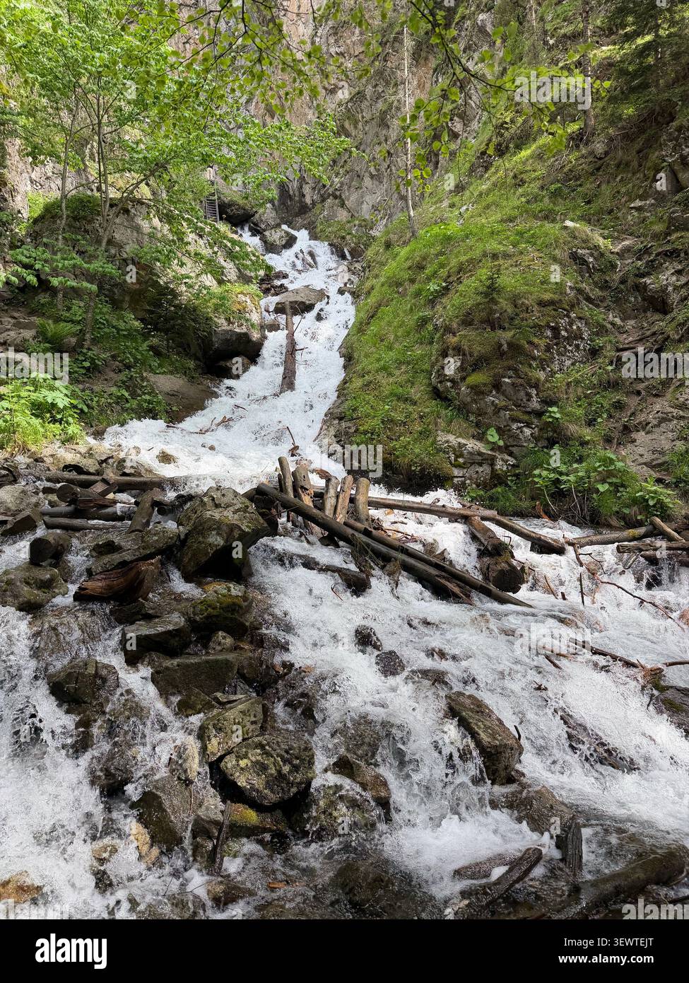 Ein fließender Gebirgsbach fällt über Felsen und Baumstämme, umgeben von üppiger grüner Vegetation in einem bewaldeten Gebiet Stockfoto
