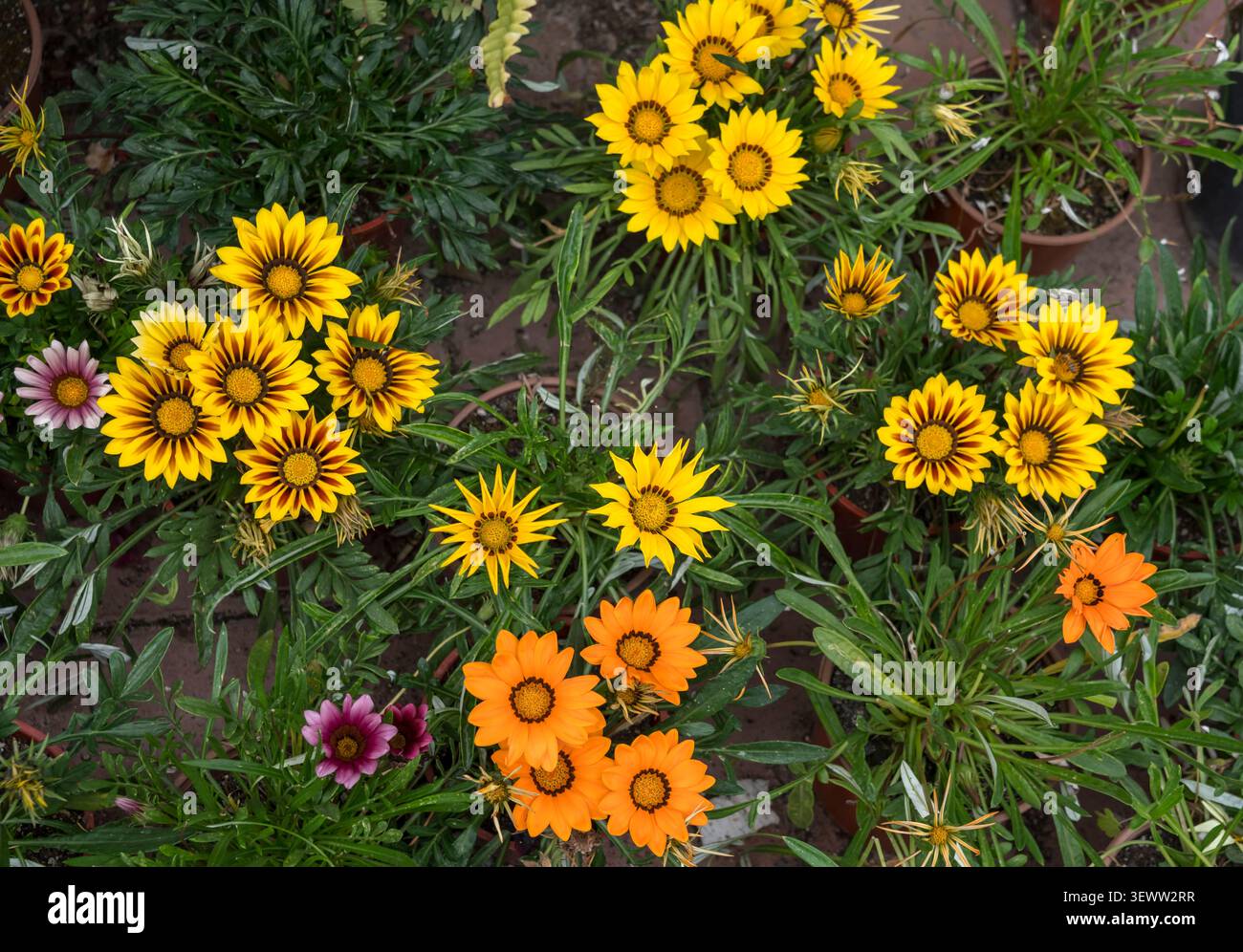 Verschiedene gelbe, orange und lila Blumen in Töpfen mit grünen Blättern, von oben in einem Garten betrachtet, schaffen eine farbenfrohe Blumenausstellung Stockfoto