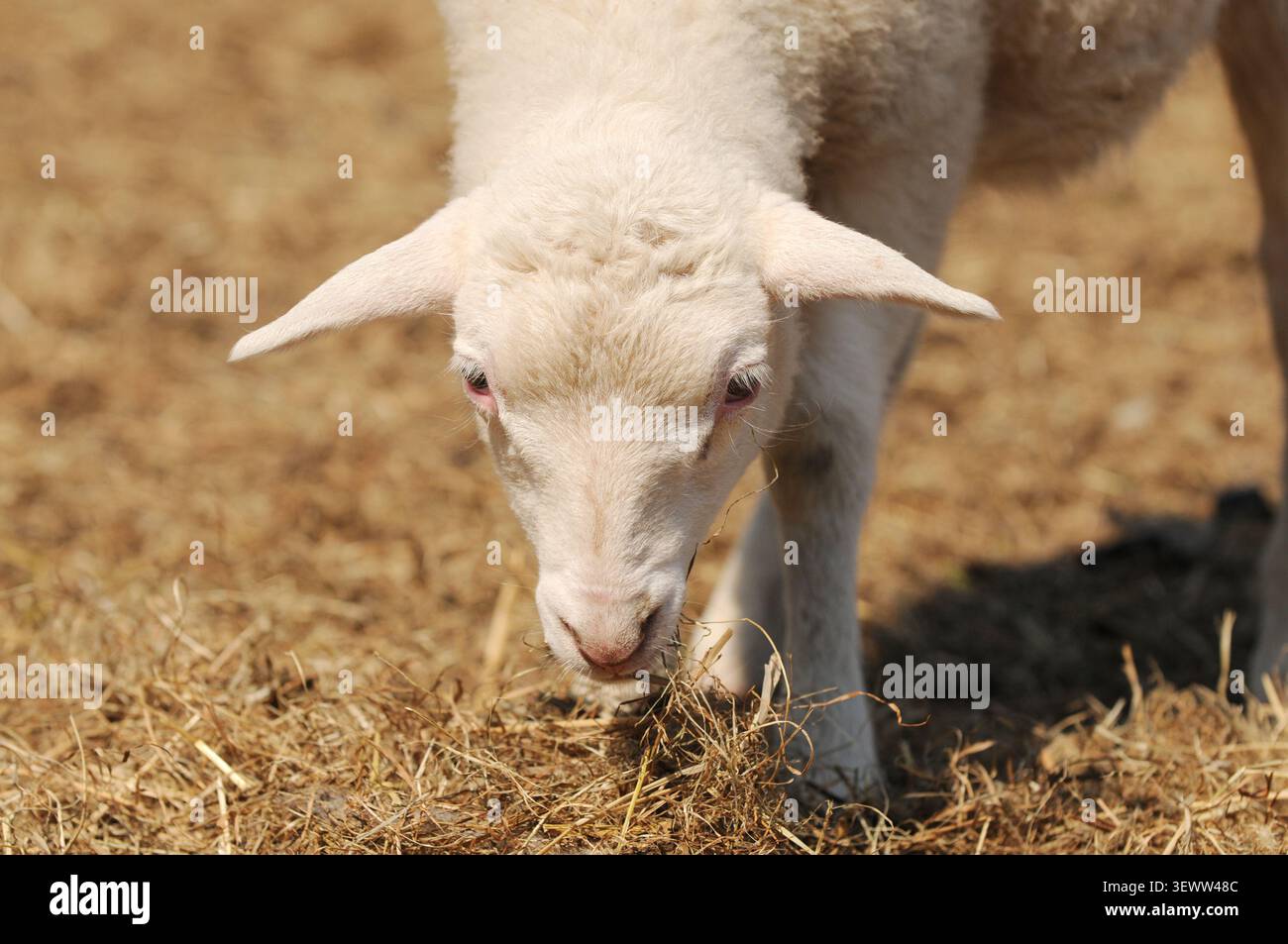 Ein junges Lamm isst im Freien auf einem Bauernhof Heu. Hausschaffütterung ruhig in ländlicher Weidefläche. Stockfoto