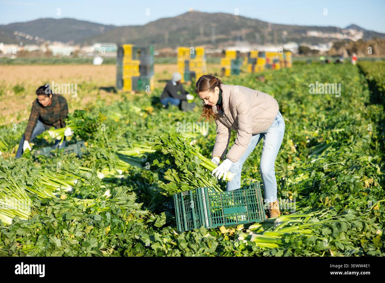 Frau, die Sellerie auf der Plantage erntet Stockfoto