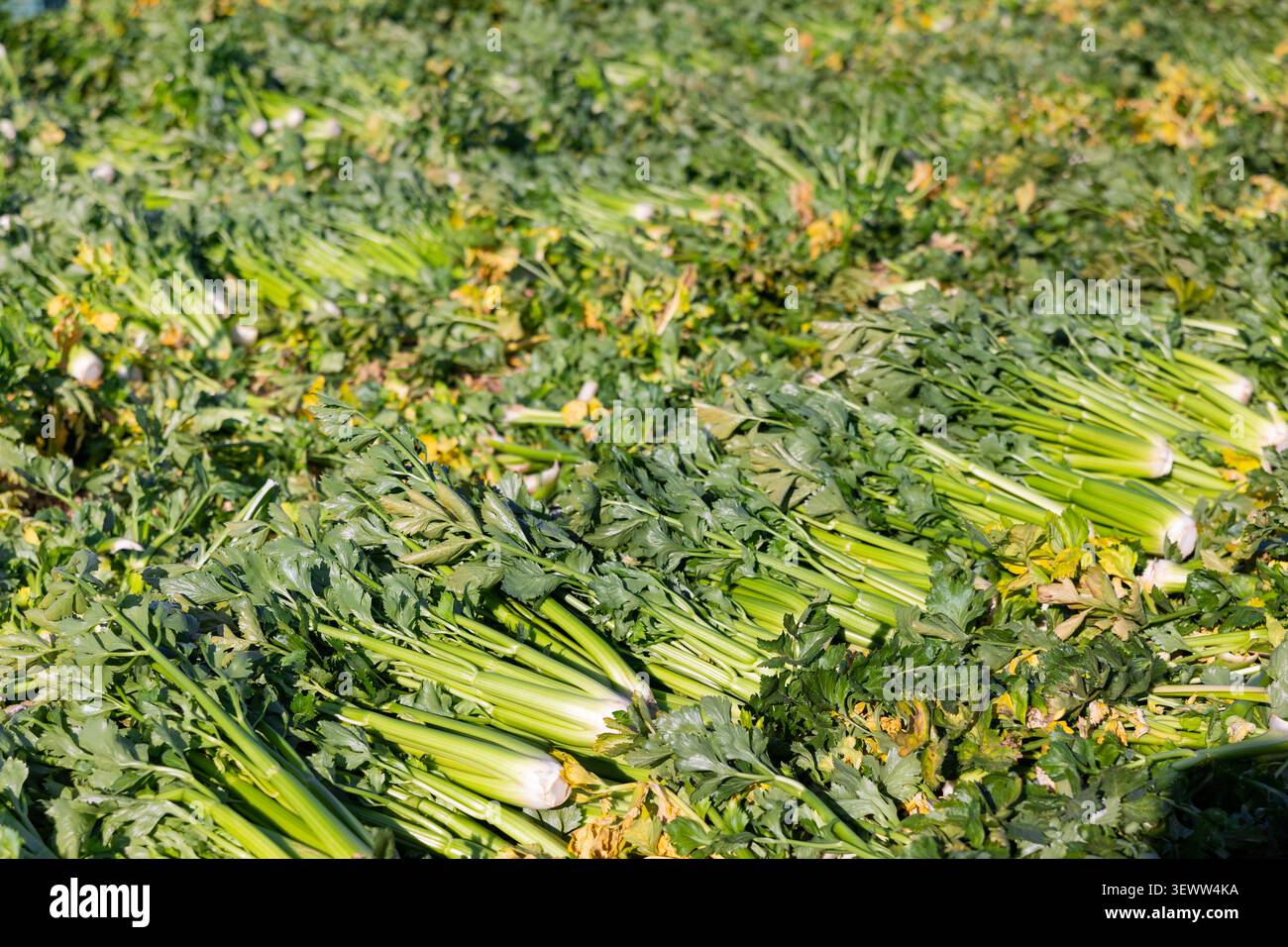 Ernte von Sellerieblättern, die während der Frühjahrsernte auf dem Acker angeordnet sind Stockfoto