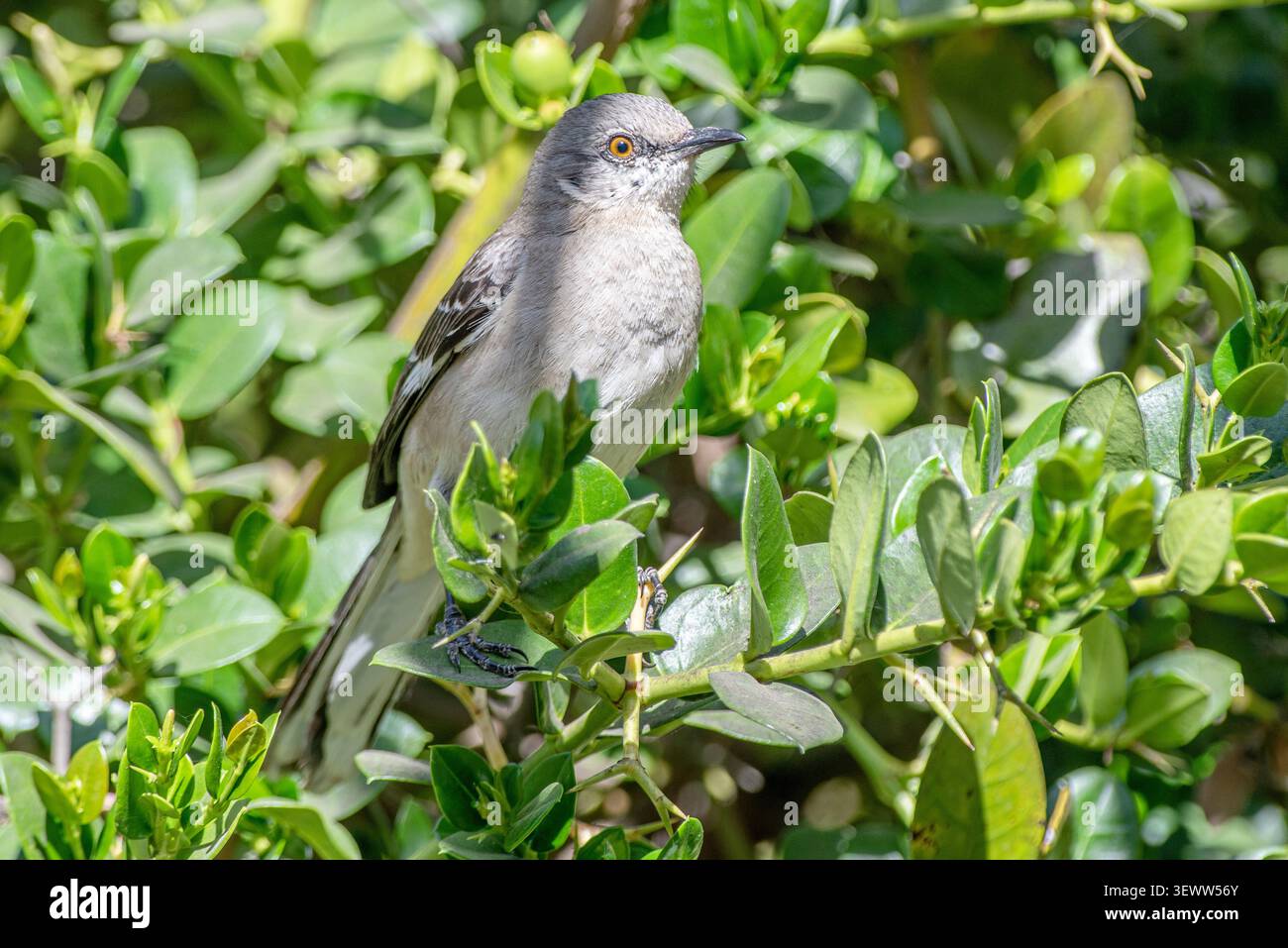 nördlicher Mockingbird (Mimus polyglottos) Stockfoto