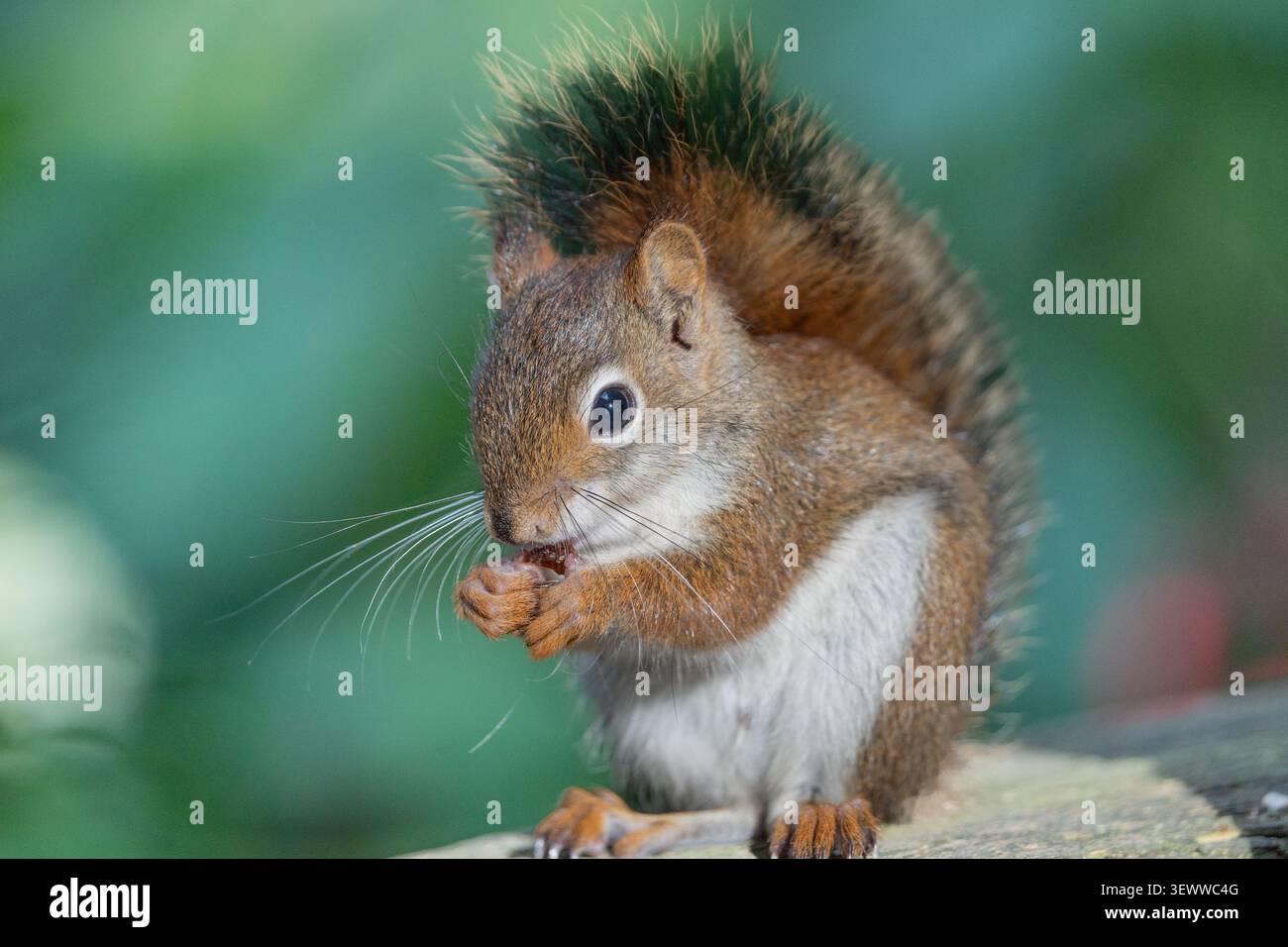 Close-up Porträt des jungen amerikanischen Roten Eichhörnchens (Tamiasciurus hudsonicus), der Samen isst Stockfoto