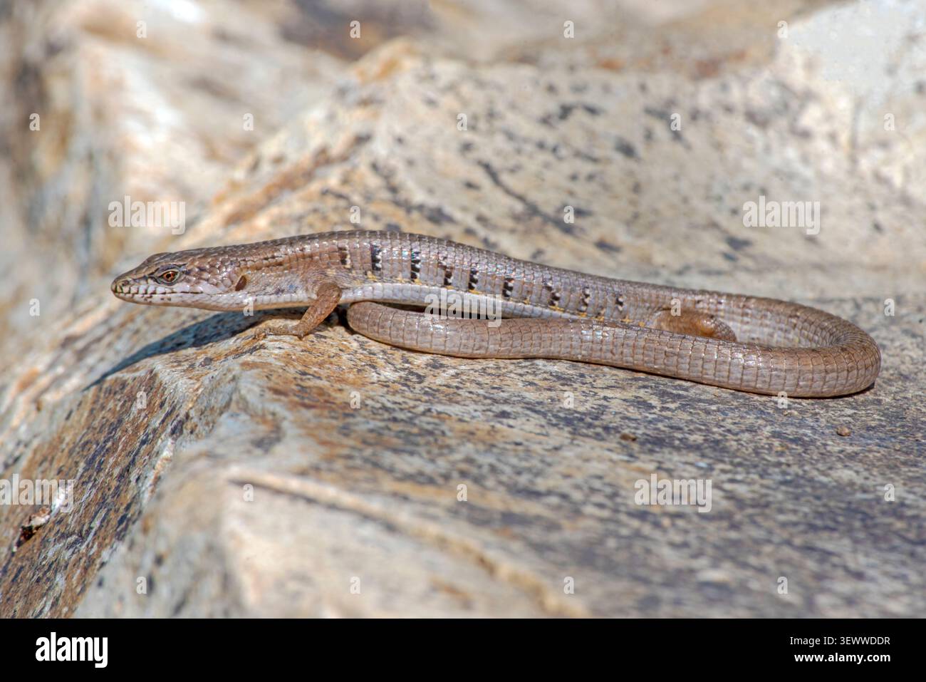 San Lucan Alligatoreidechse (Elgaria paucicarinata) Stockfoto
