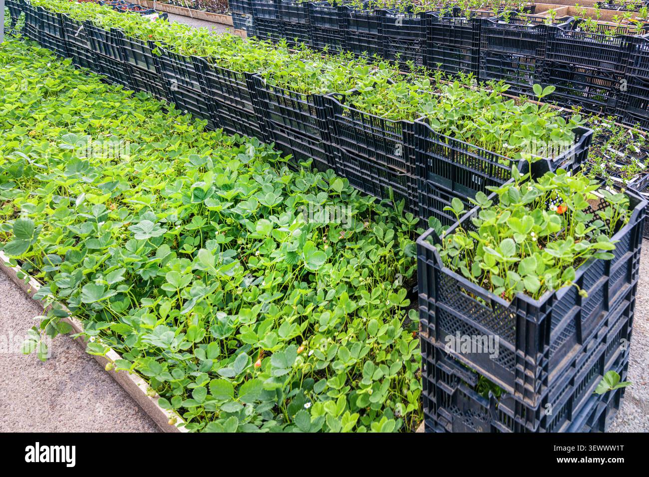 Gartenerdbeerensetzlinge (Fragaria x ananassa), die in Tabletts in einer gewerblichen Pflanzenzüchtung wachsen. Konzept der Beerenzucht, Gärtnereien, Pflanzen mA Stockfoto