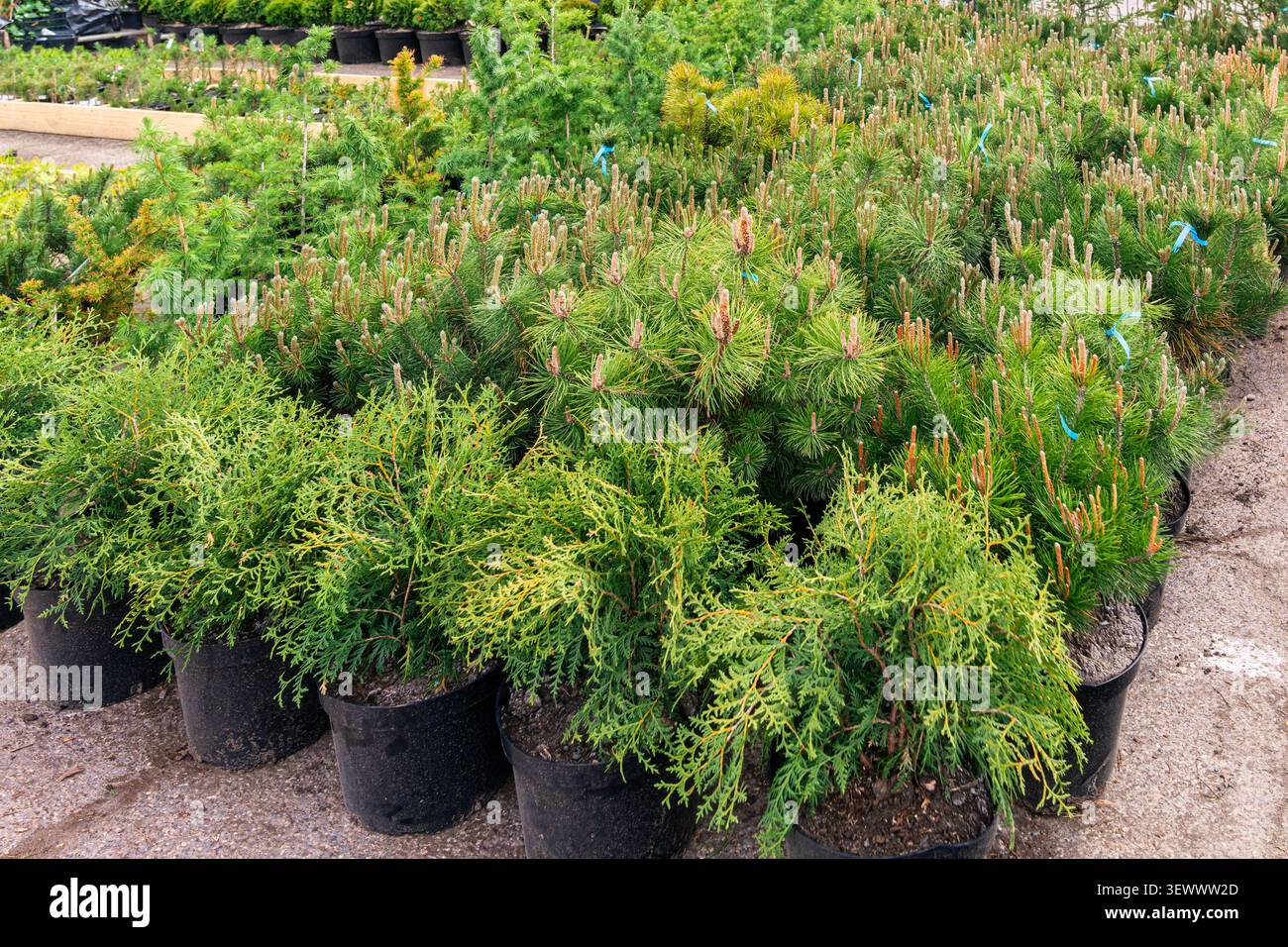 Bergkiefer (Pinus mugo) Sträucher, die in Behältern in einer gewerblichen Pflanzenzüchtung wachsen. Immergrüne Nadelpflanzen für Landschaftsgestaltung, Garten, PA Stockfoto
