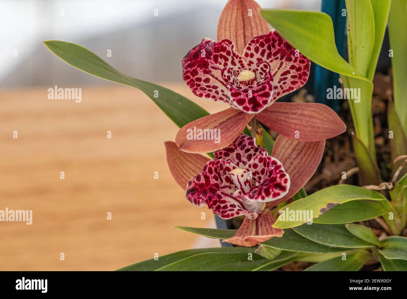 Cymbidium Orchideenblumen Stockfoto