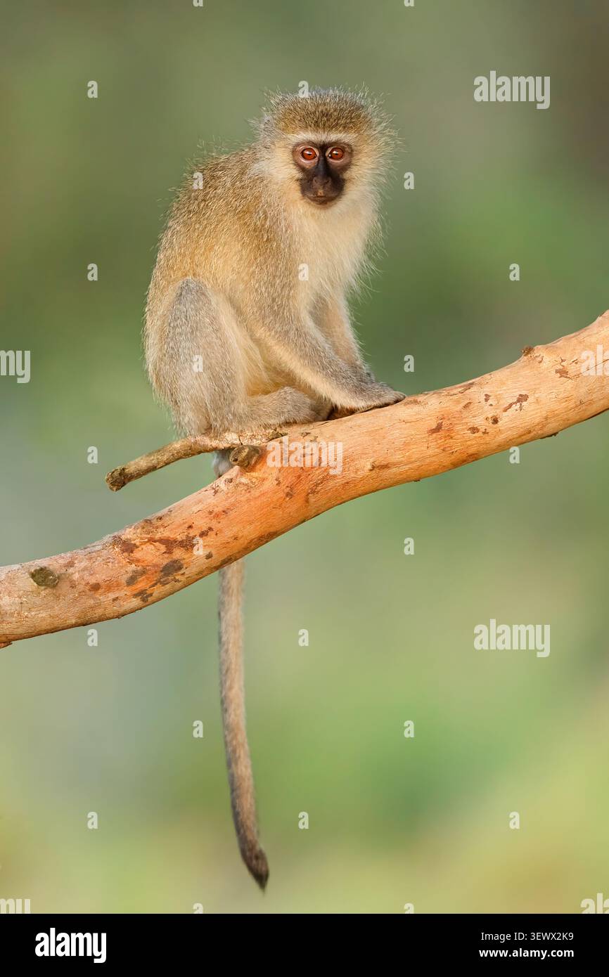 Ein kleiner Eisenkraut (Cercopithecus aethiops), der in einem Baum sitzt, Südafrika Stockfoto
