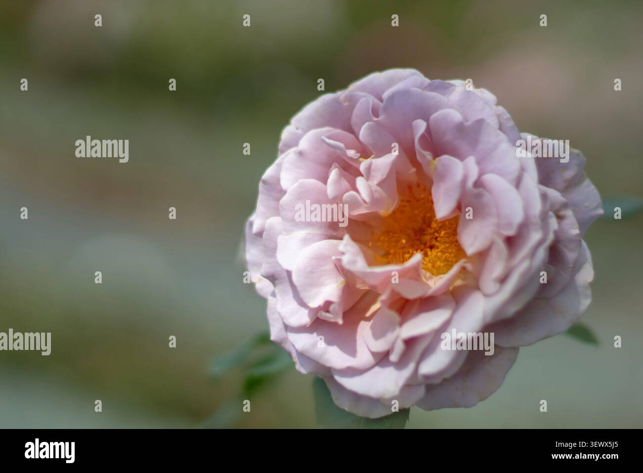Offene Doppelrose mit pastellfarbenen, rosa Blüten und goldenen Staubblättern. Die geringe Tiefe des Feldes sorgt für eine romantische Gartenatmosphäre. Stockfoto