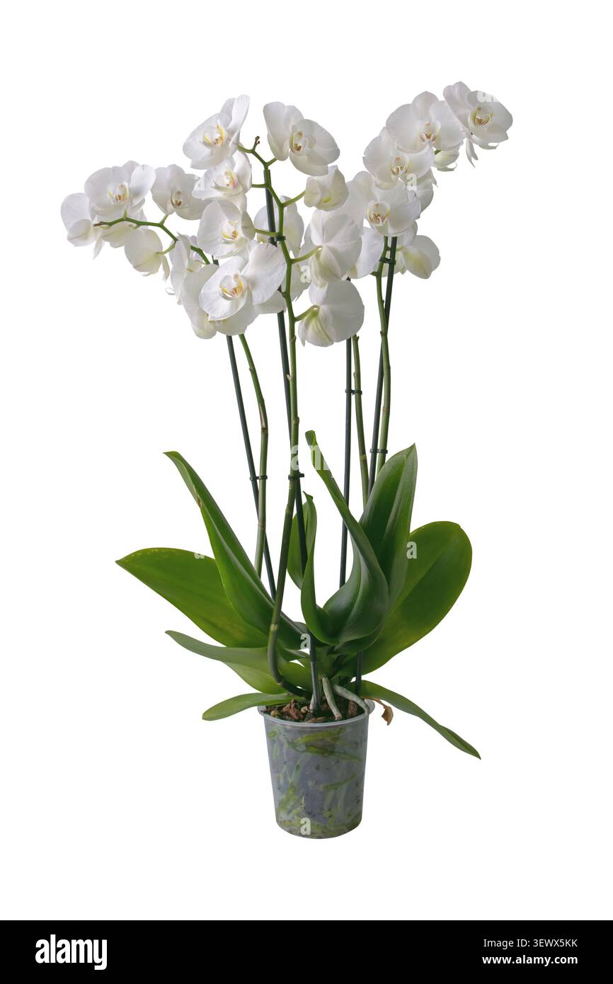 Weiße Phalaenopsis-Orchidee mit vier unterstützten Blütenspitzen in einem transparenten Topf isoliert auf weiß. Gesunde Wurzeln sind deutlich sichtbar, was PR Stockfoto