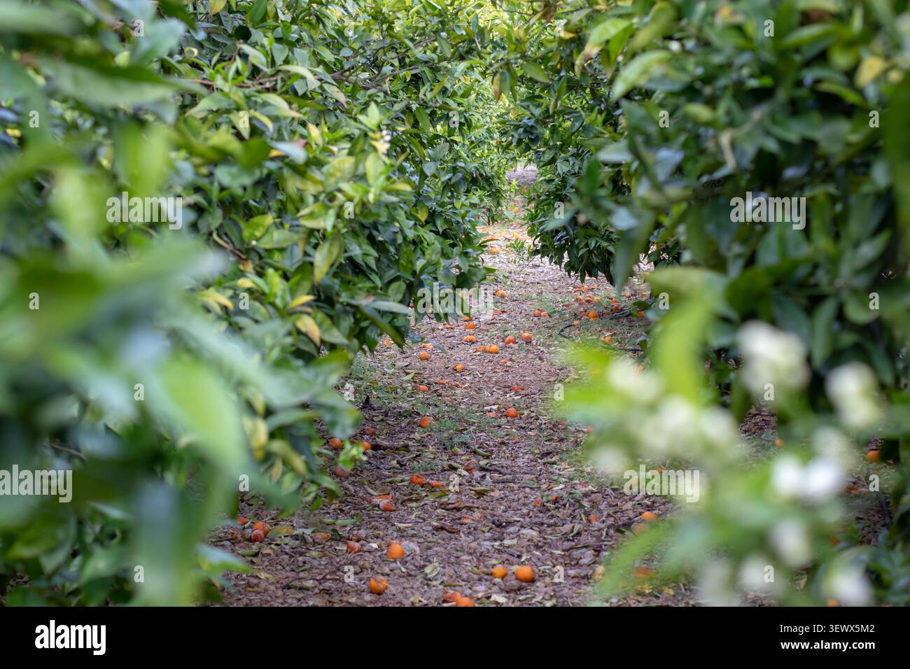 Blick durch einen orangen Obstgarten mit verschwommenen Zweigen und Knospen im Vordergrund. Konzentrieren Sie sich auf den Boden mit gefallenen Früchten und betonen Sie die Zitruszucht, die Ernte Stockfoto