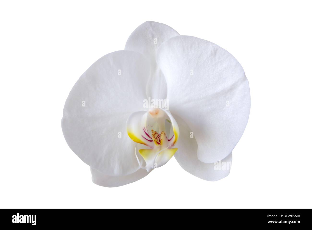 Makroaufnahme einer weißen Phalaenopsis-Orchidee isoliert auf weiß. Die Blüte hat gelbe und rosa Markierungen mit burgunderroten Streifen in der Mitte, hochglänzend Stockfoto