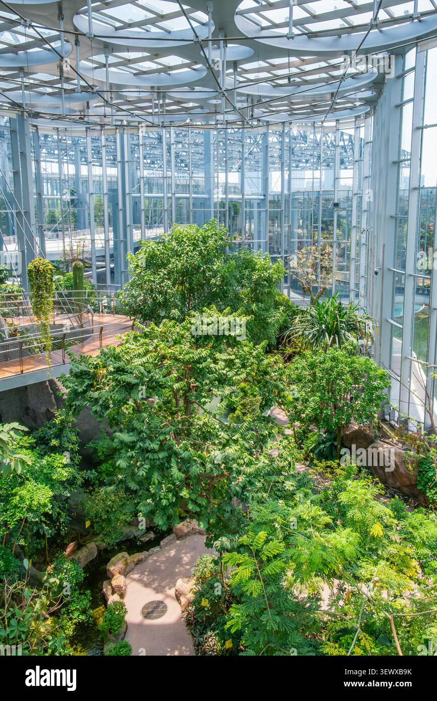 Erhöhter Fußweg durch tropischen Innenwald im modernen Glaskonservatorium in Shanghai, China. Nachhaltiges Architekturdesign Stockfoto