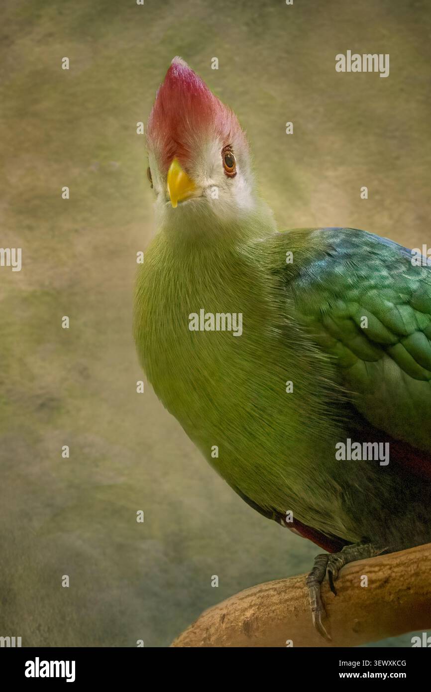 Weißes Turaco-Porträt auf Barsch mit grünem Gefieder und Rotwein Stockfoto